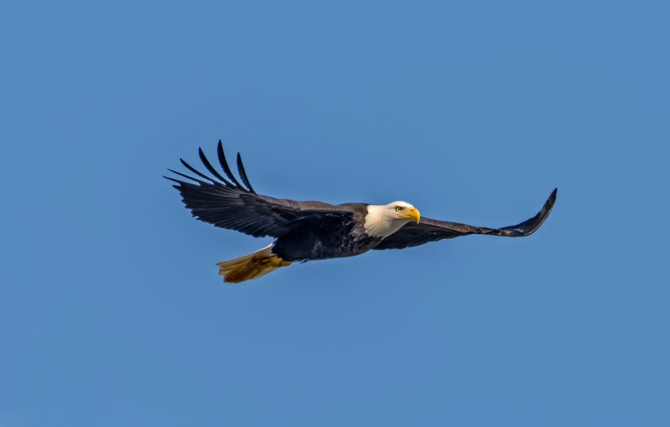Photo wallpaper flight, eagle, wings, blue sky, bald eagle, wildlife
