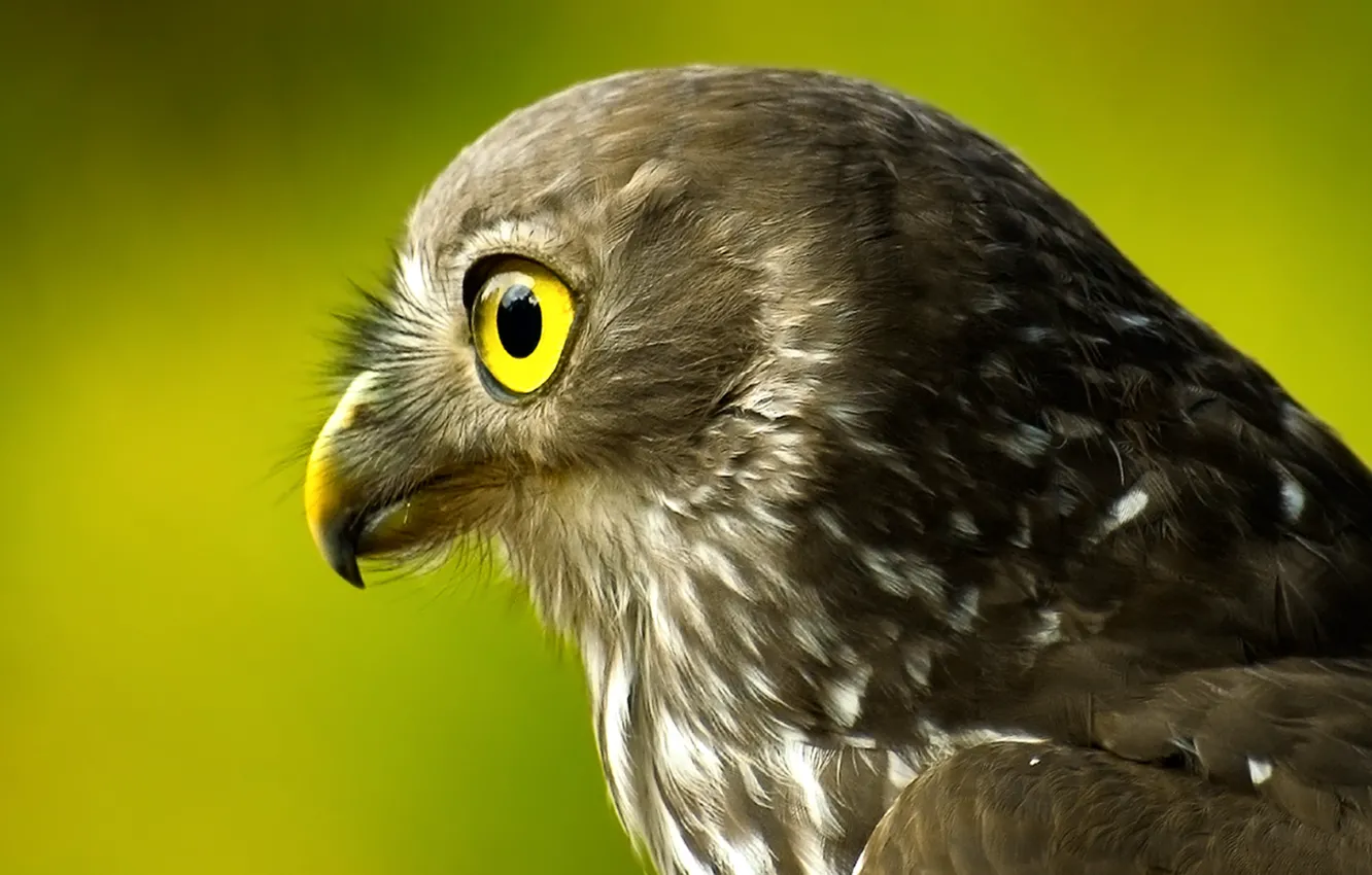 Photo wallpaper bird, head, Falcon, green background, tail