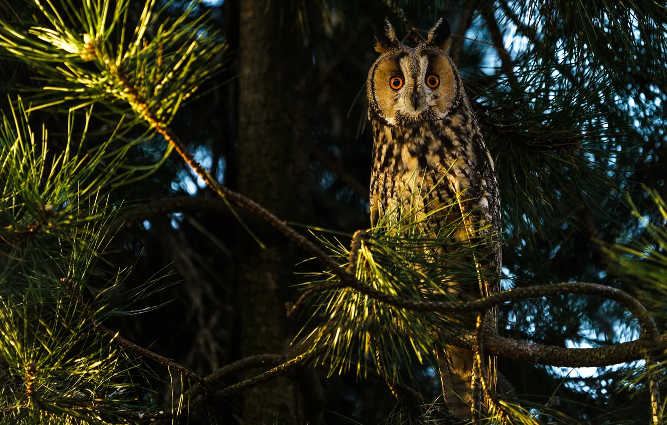 Photo wallpaper forest, look, light, trees, branches, the dark background, owl, bird