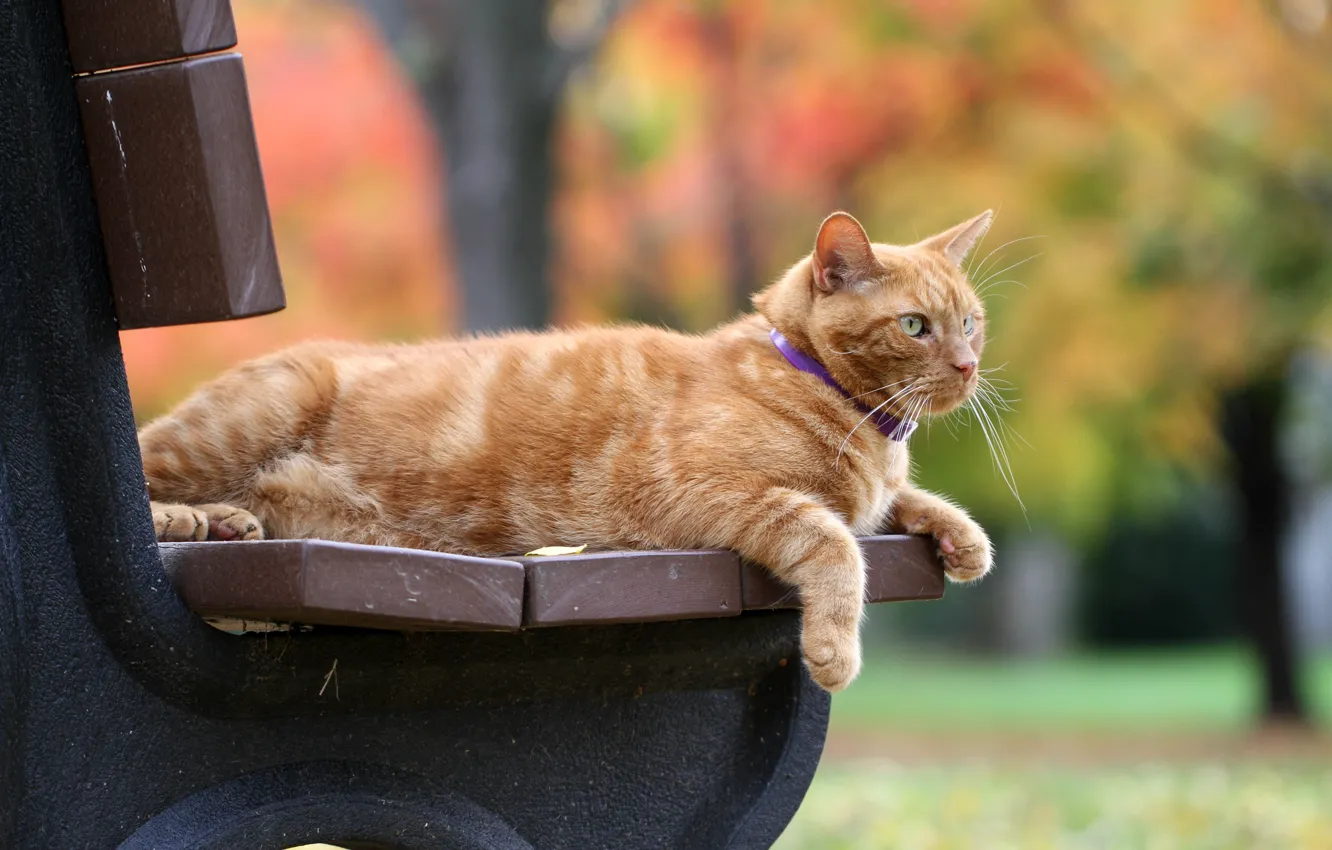 Photo wallpaper autumn, cat, bench, red, bokeh, red cat