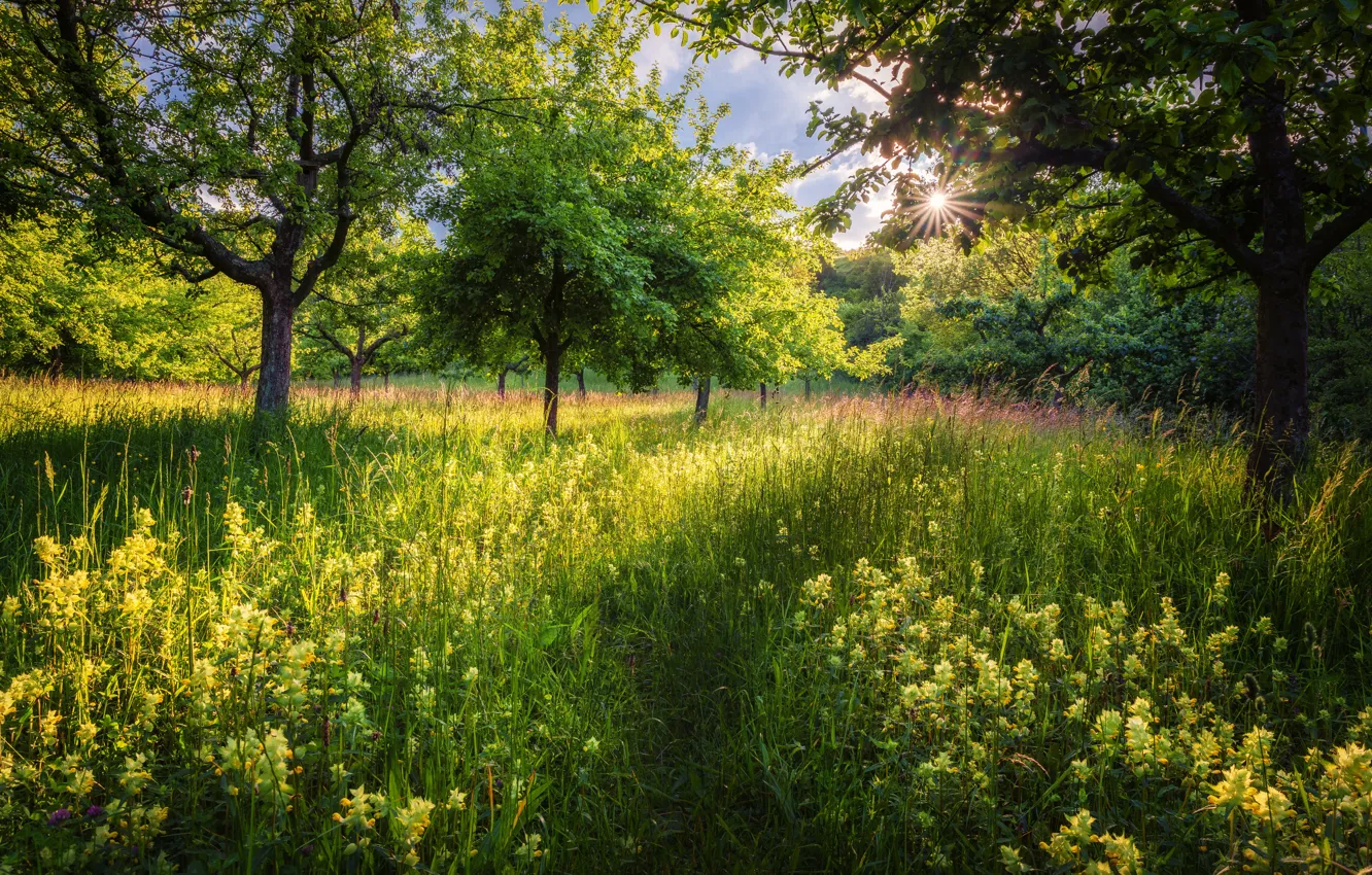 Photo wallpaper greens, summer, the sun, trees, flowers, branches, glade, foliage