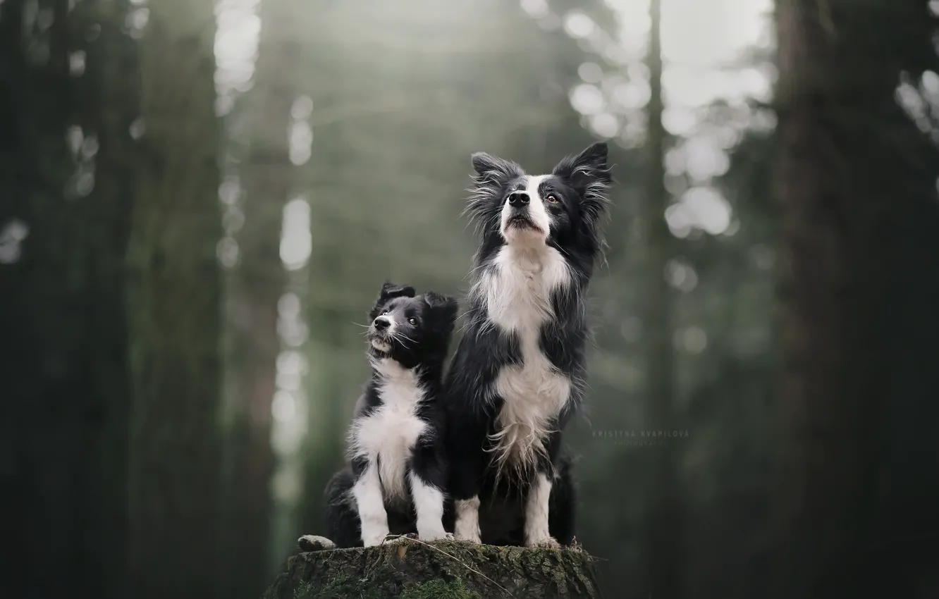 Photo wallpaper forest, background, dog
