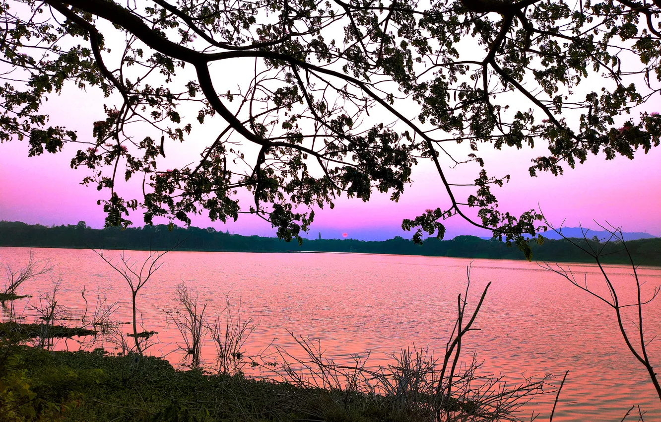 Photo wallpaper trees, water, lake, morning, sun, sunrise, dawn, woods