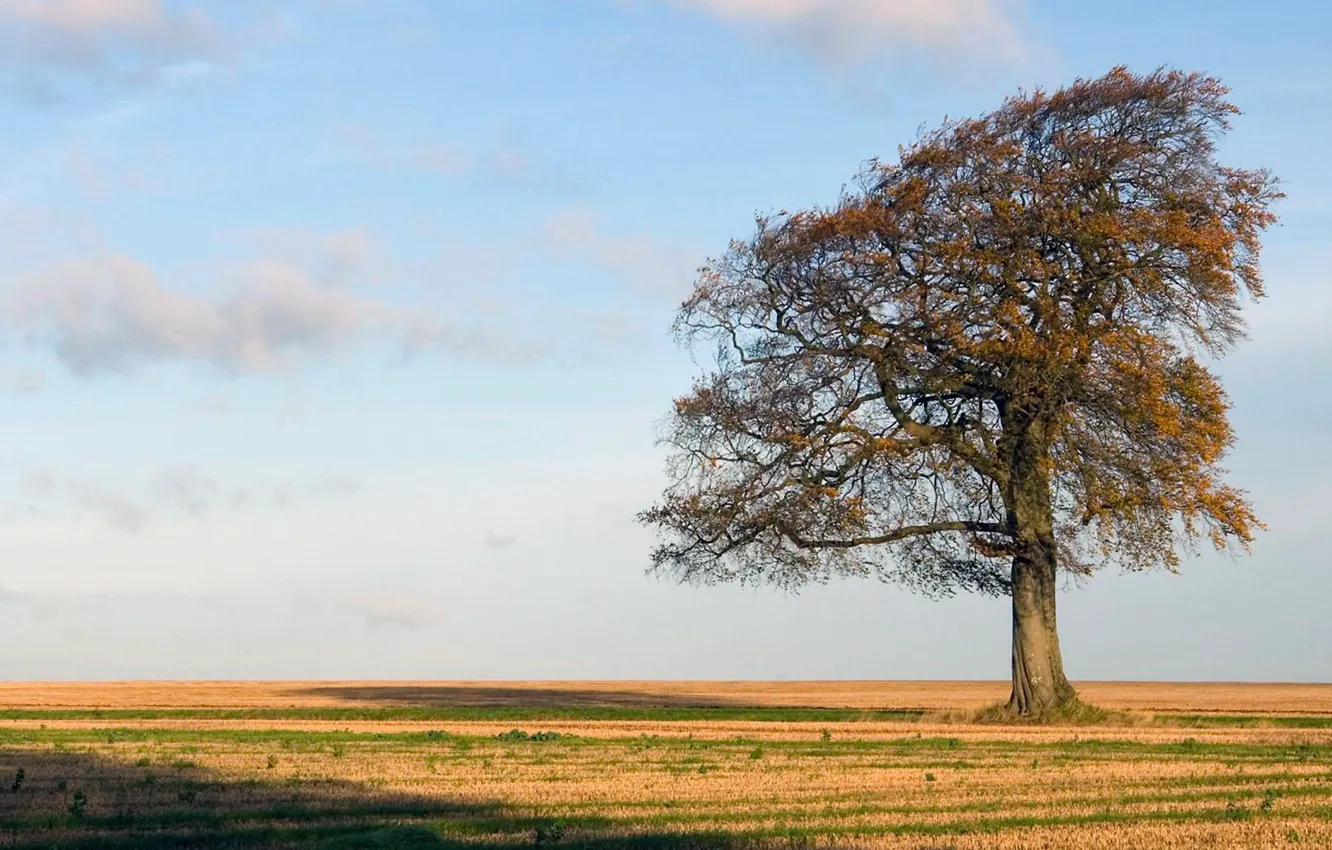 Photo wallpaper grass, sky, field, nature, autumn, tree, fall