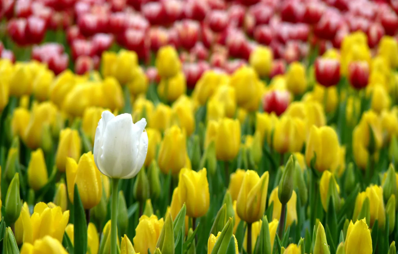 Photo wallpaper spring, tulips, tulips, spring