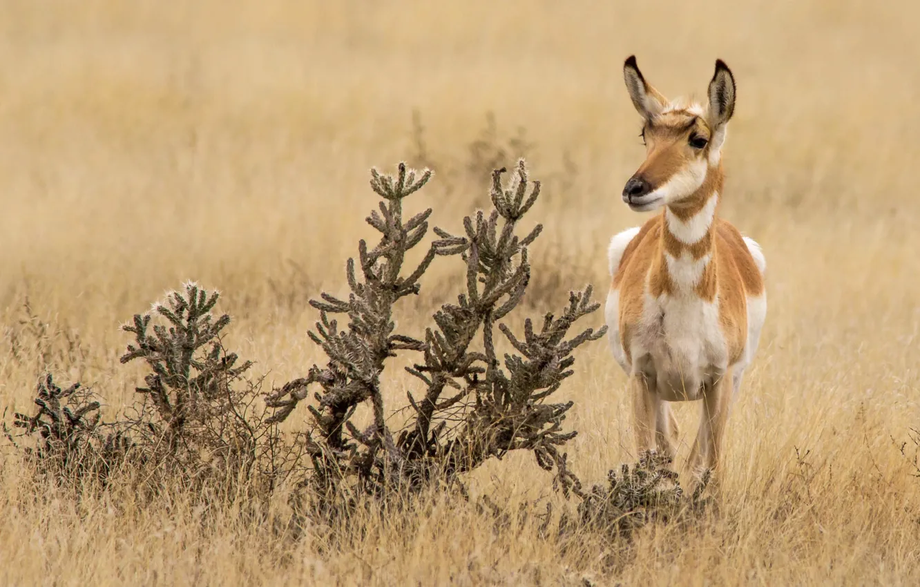 Photo wallpaper nature, antelope, pronghorn