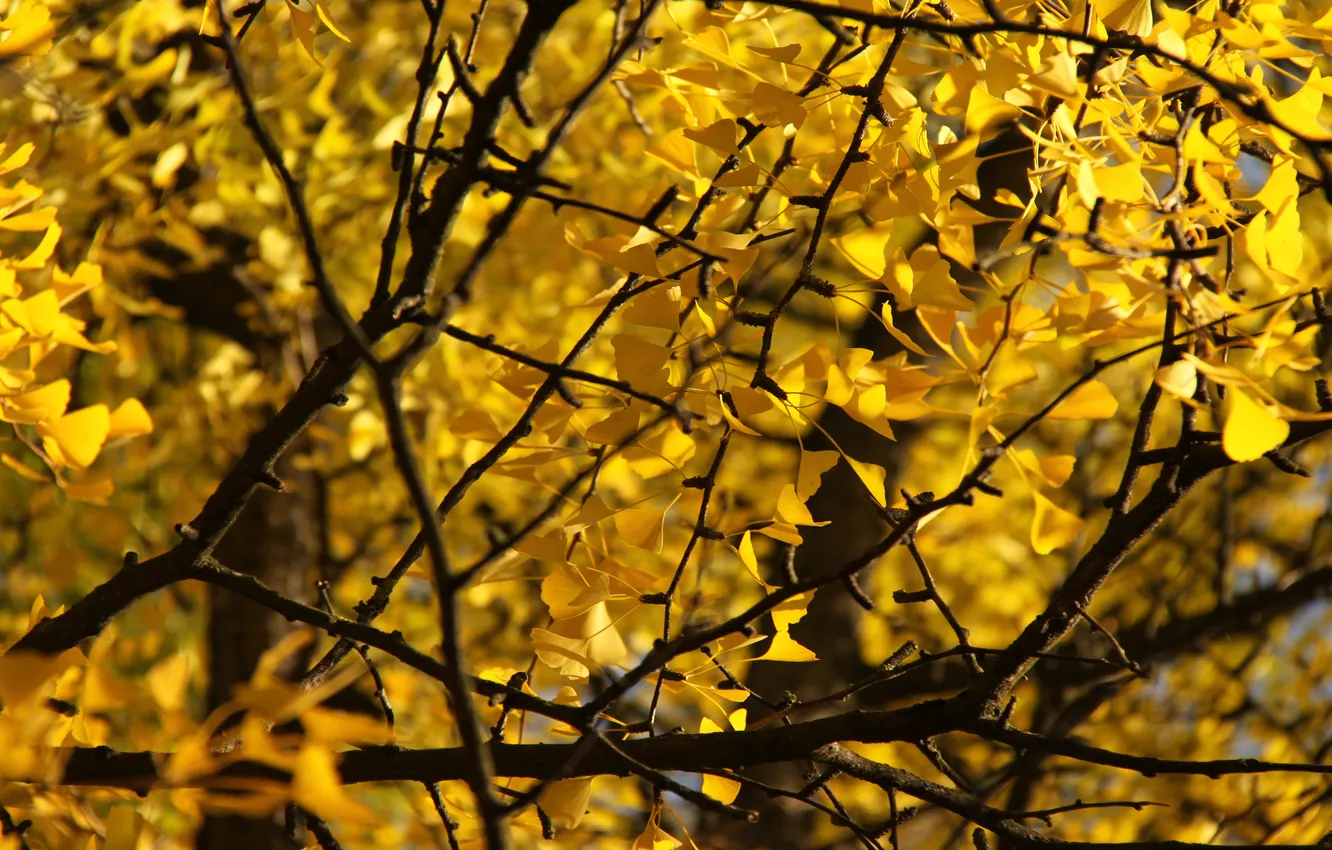 Photo wallpaper macro, trees, branches, leaves, yellow foliage