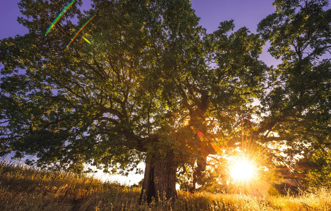 Photo wallpaper grass, the sun, trees, sunset, nature, Savannah
