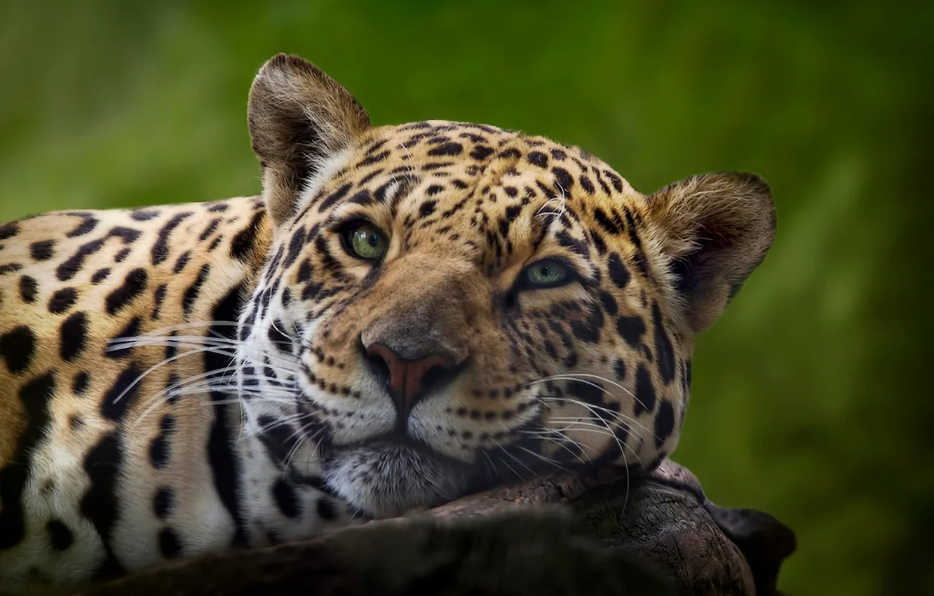 Photo wallpaper nature, beauty, Jaguar