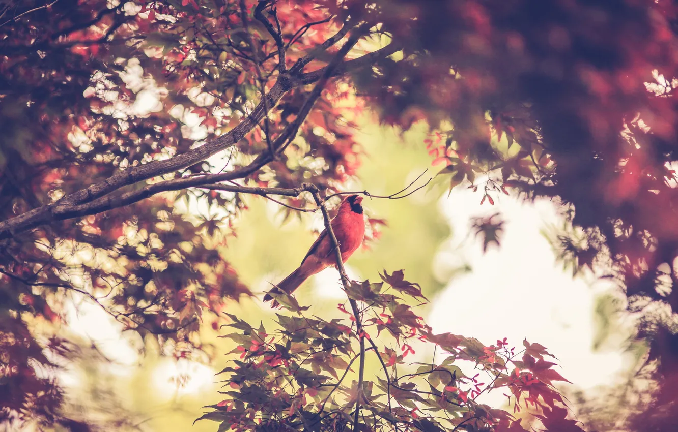 Photo wallpaper leaves, tree, branch, bird