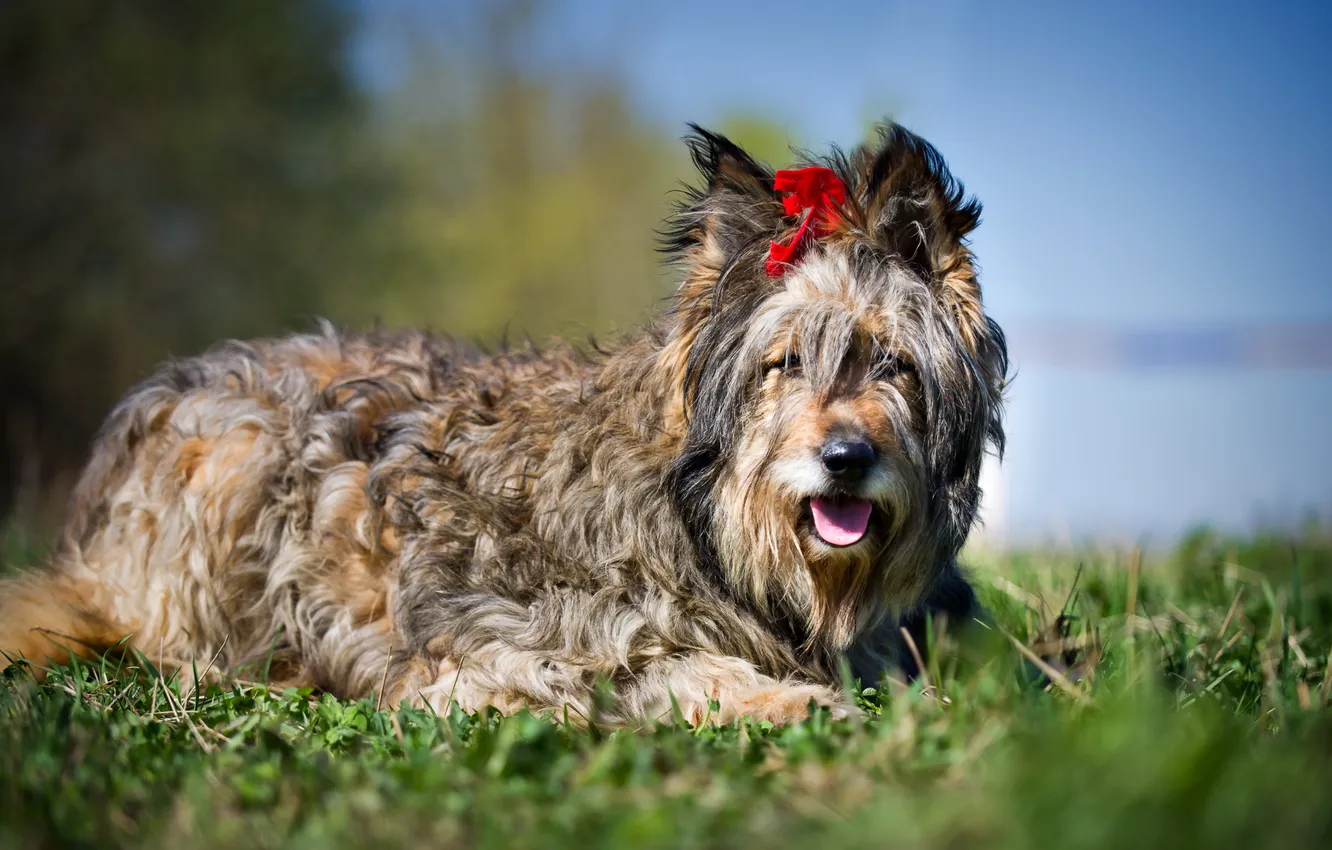 Photo wallpaper look, each, dog