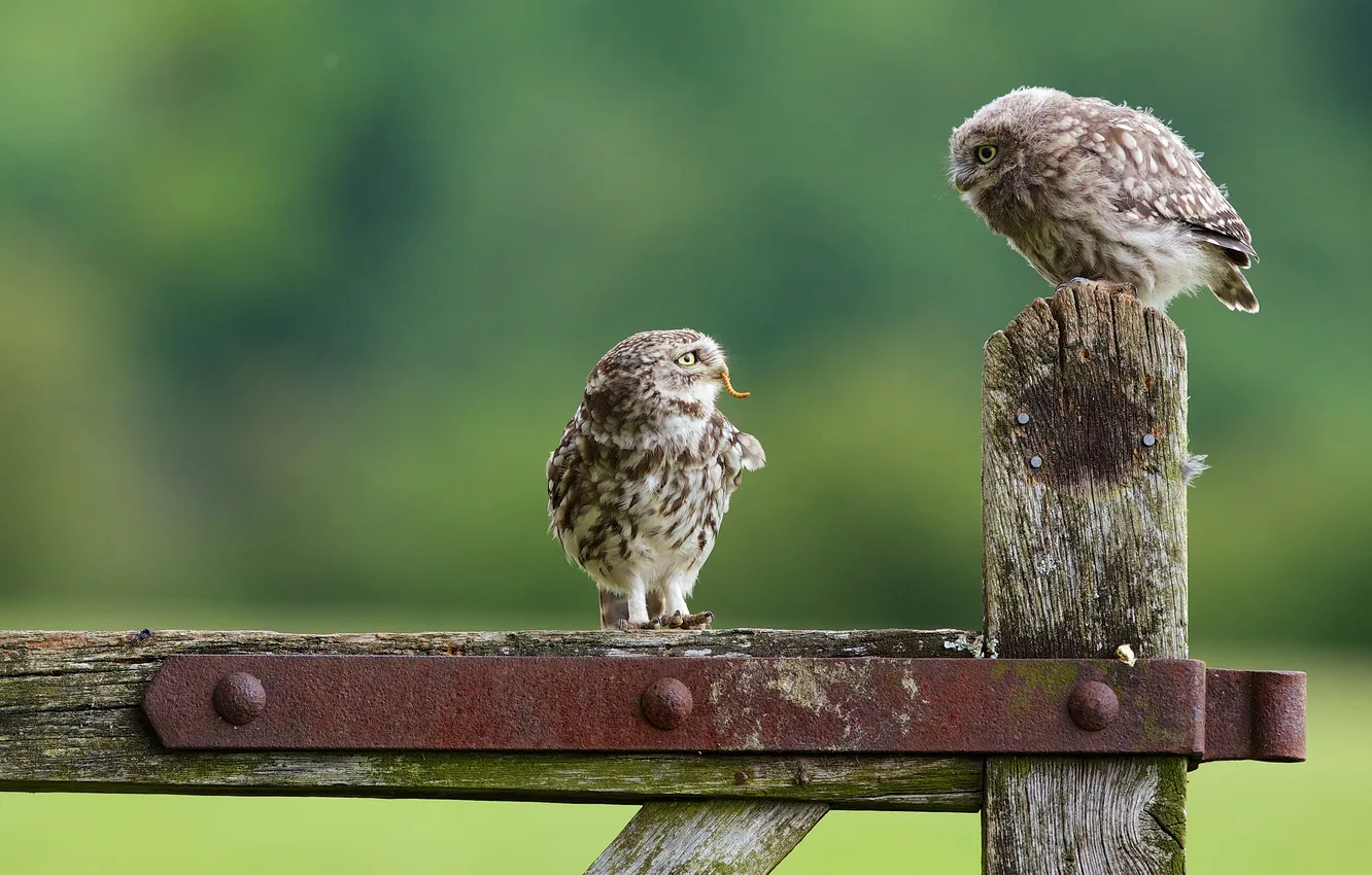 Photo wallpaper owl, Chicks, owl