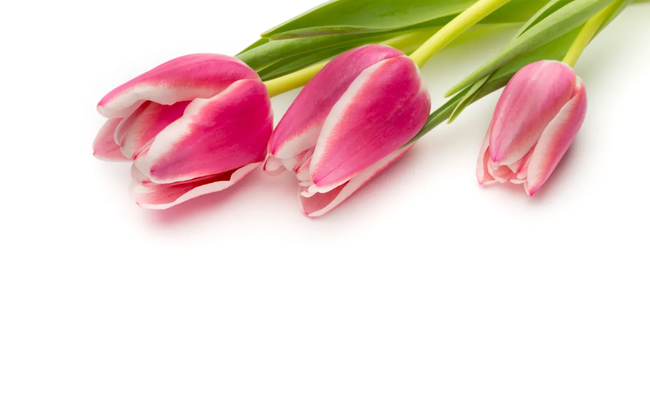 Photo wallpaper flowers, bouquet, fresh, pink, flowers, beautiful, tulips, pink tulips