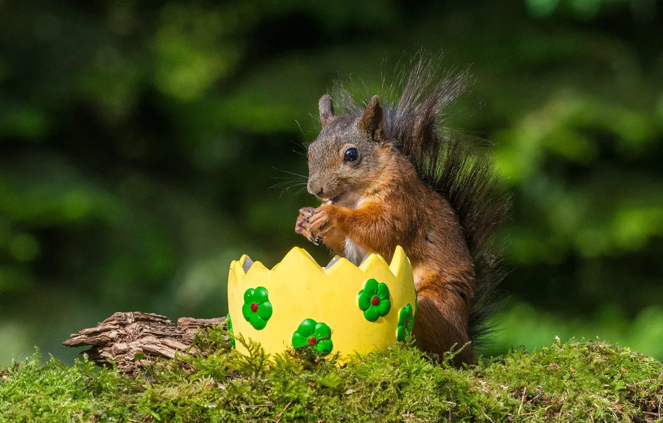 Photo wallpaper look, nature, pose, glade, toy, moss, eggs, protein