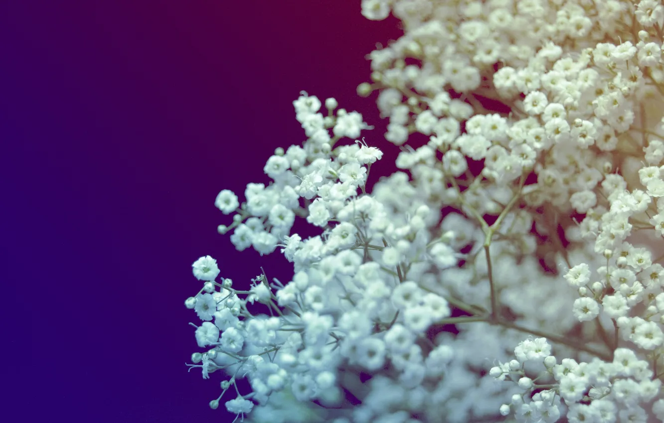 Photo wallpaper macro, flowers, blue, color, bouquet, white