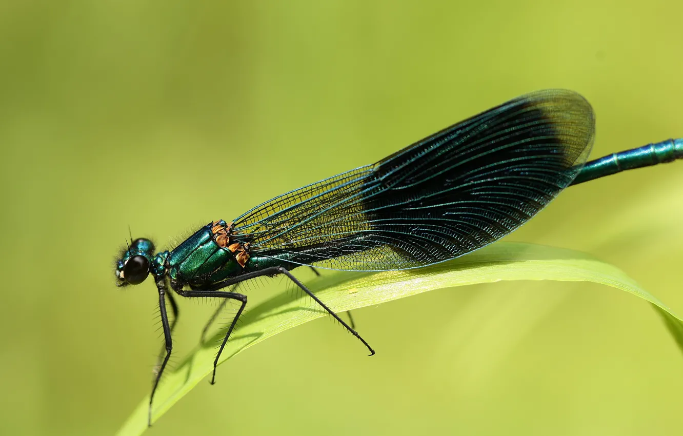 Photo wallpaper leaves, dragonfly, brilliant beauty
