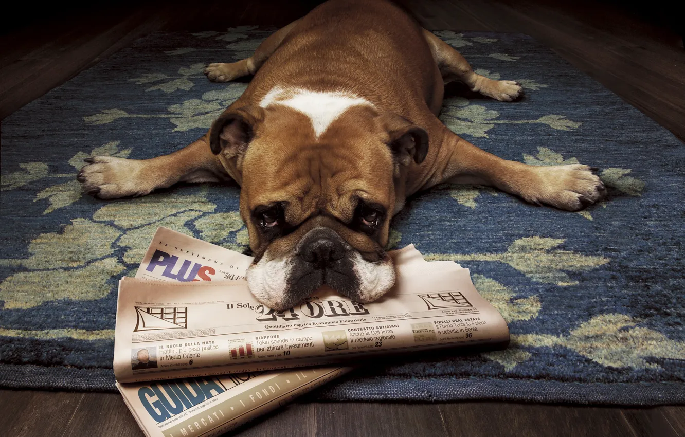 Photo wallpaper newspaper, lies, bulldog