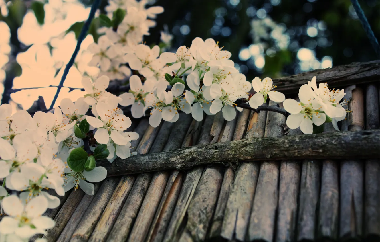 Photo wallpaper macro, cherry, glare, tree, branch, spring, sticks, blur