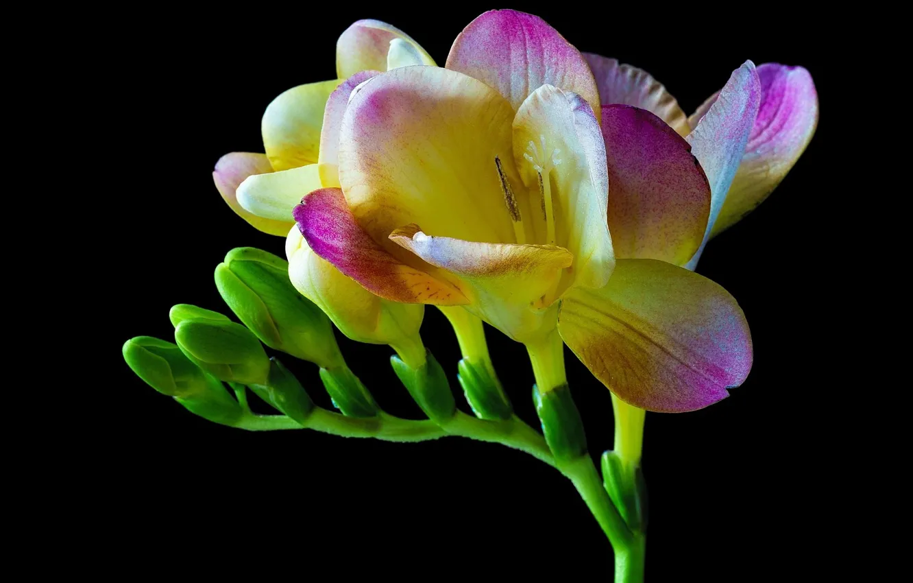 Photo wallpaper macro, flowers, night, background, black, freesia