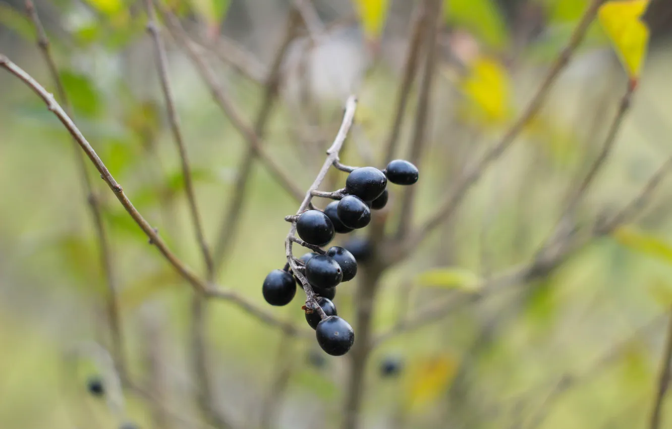 Photo wallpaper black, fruits, twig