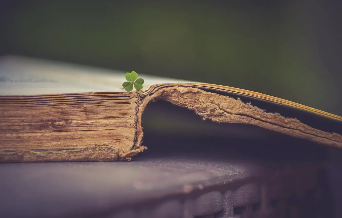 Photo wallpaper background, book, clover