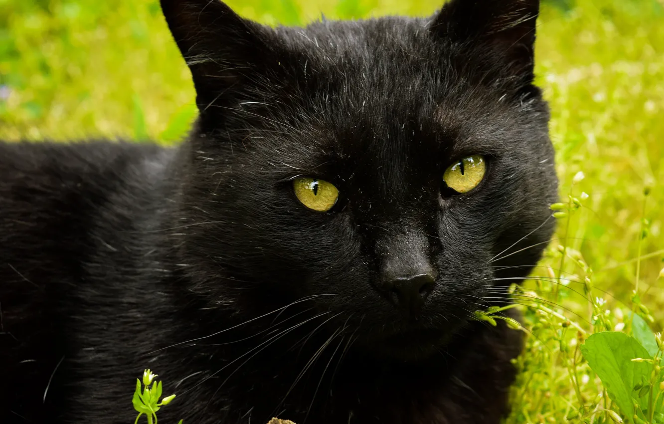 Photo wallpaper cat, cat, look, face, close-up, black, portrait, green background
