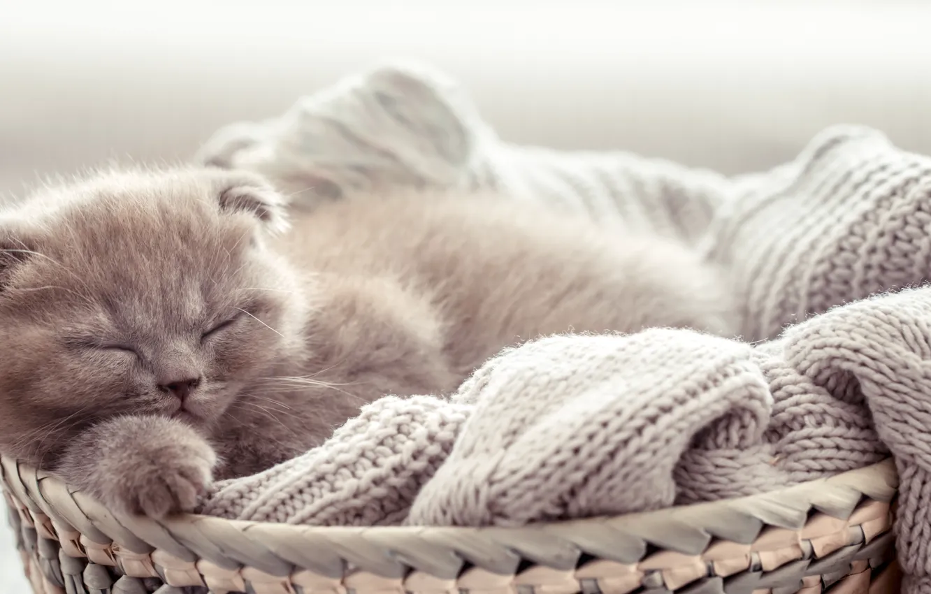 Photo wallpaper kitty, baby, sleeping, basket