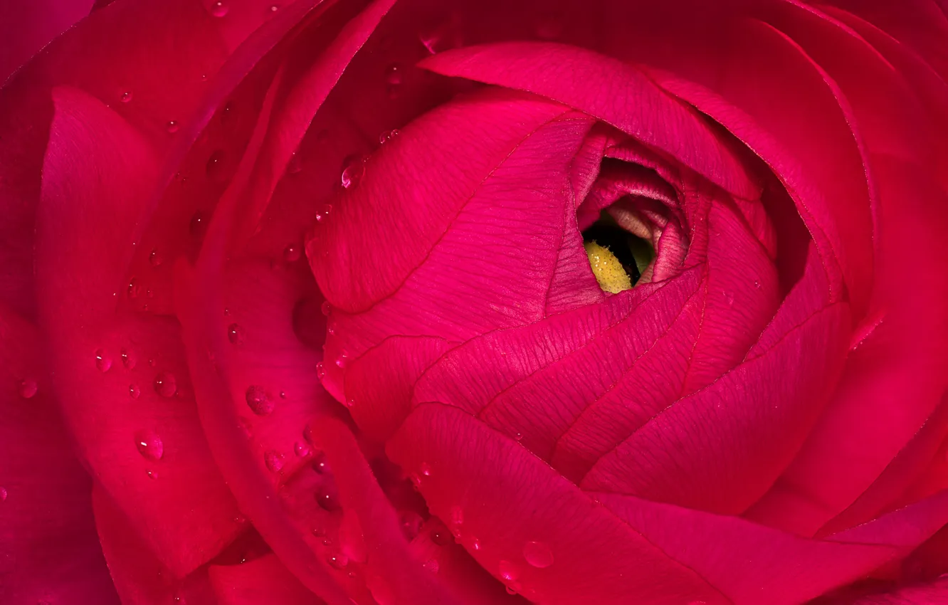 Photo wallpaper flowers, red, petals, Ranunculus