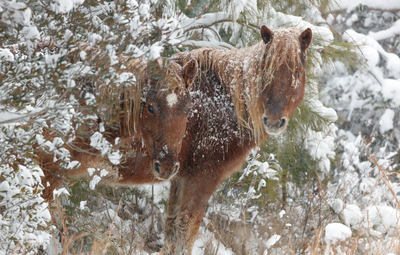 Photo wallpaper winter, snow, horses, horse