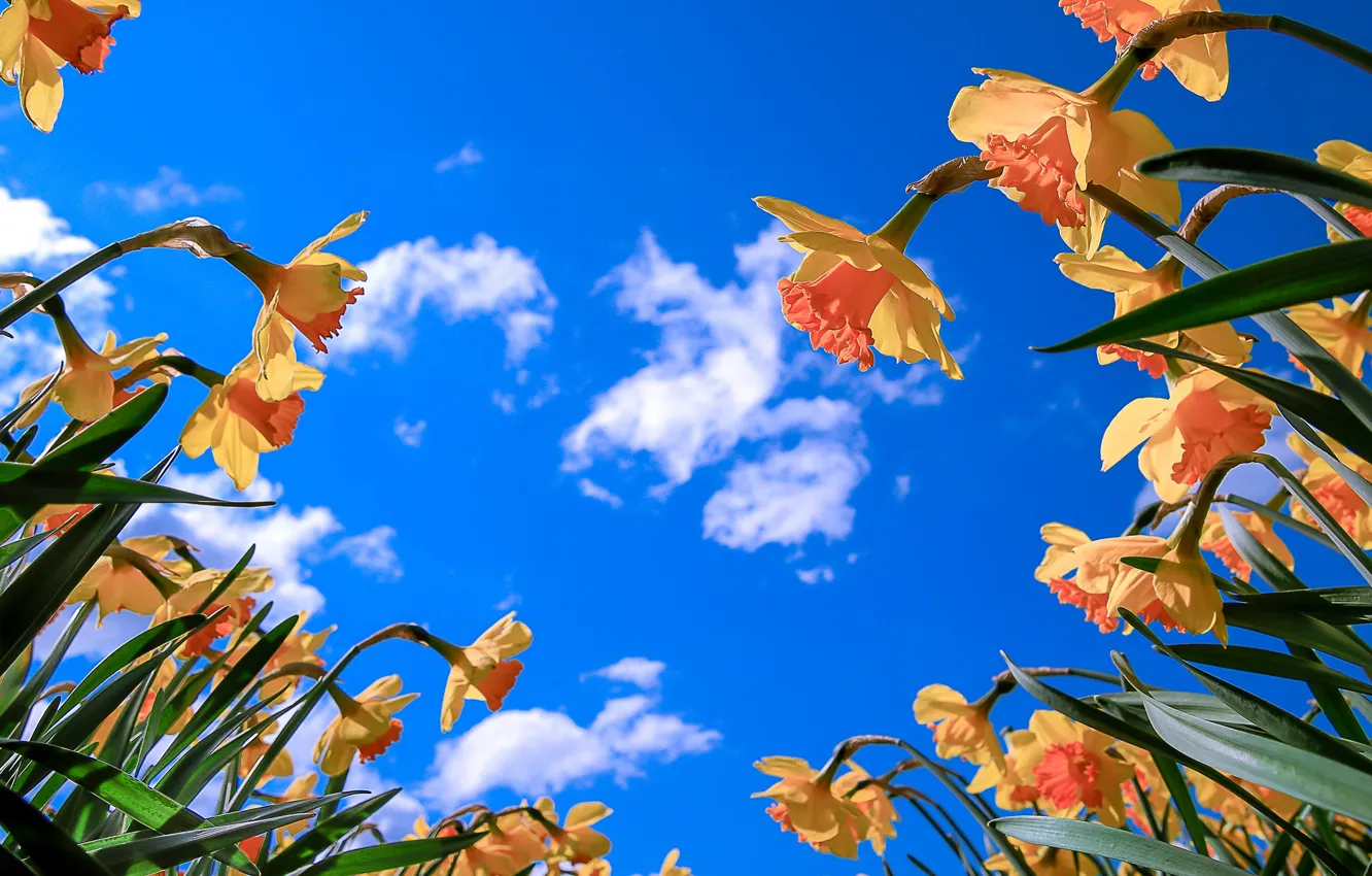 Photo wallpaper the sky, yellow, daffodils