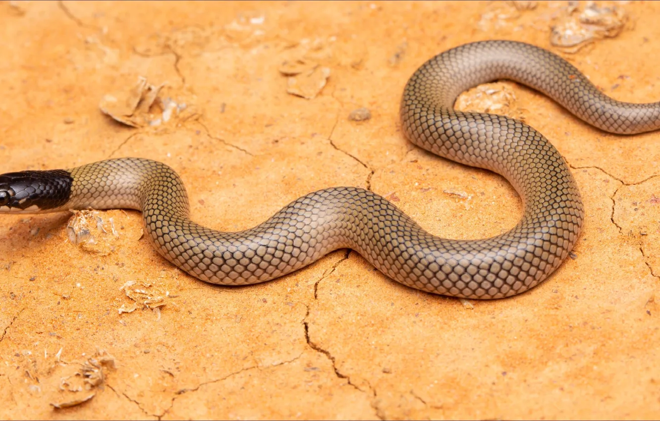 Photo wallpaper nature, snake, animals, nature, Snake, step by step, slowly