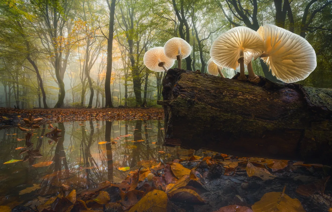 Photo wallpaper autumn, forest, trees, reflection, mushrooms, puddle, log, Netherlands