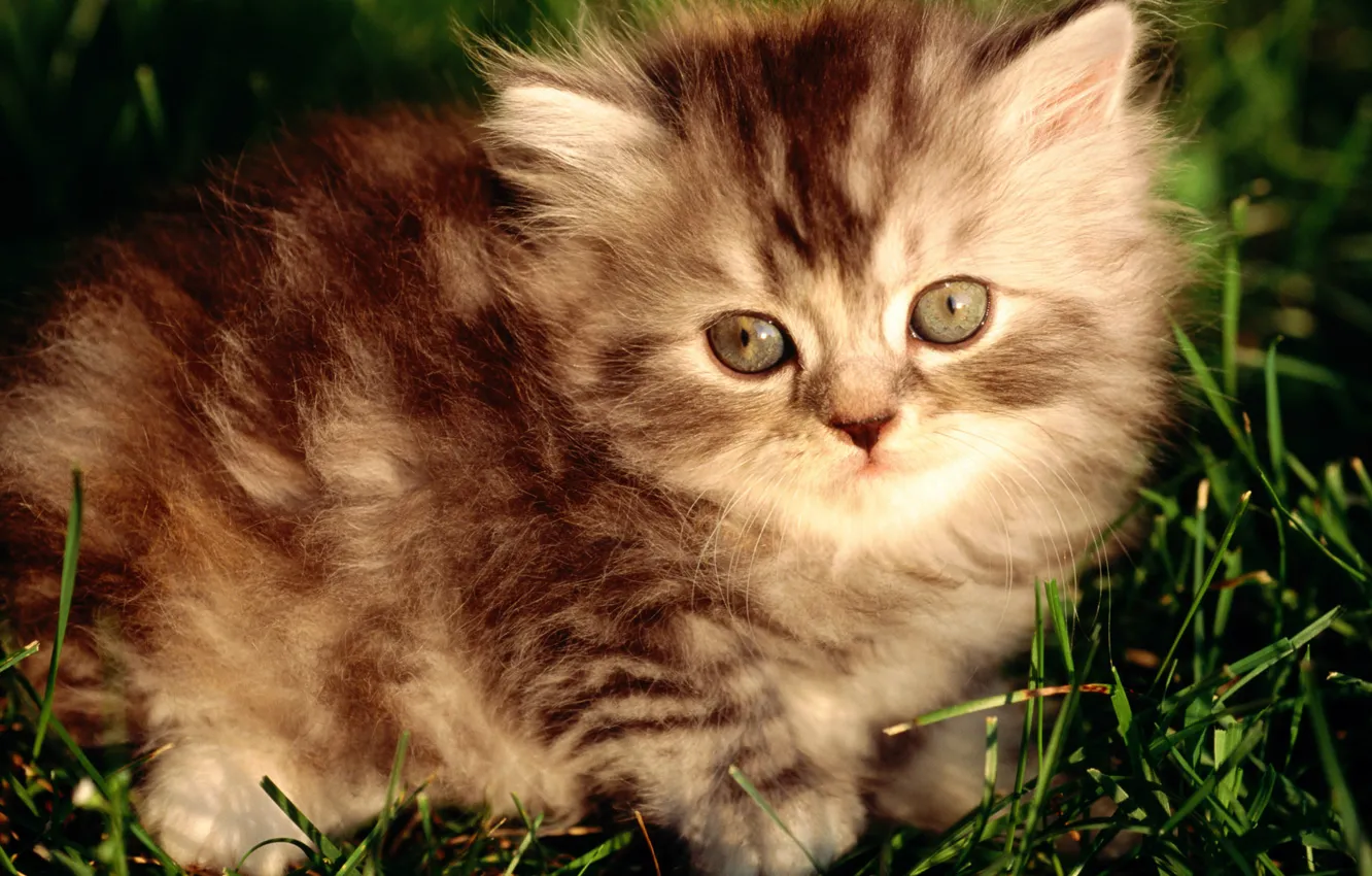Photo wallpaper fluffy, striped, grey kitten