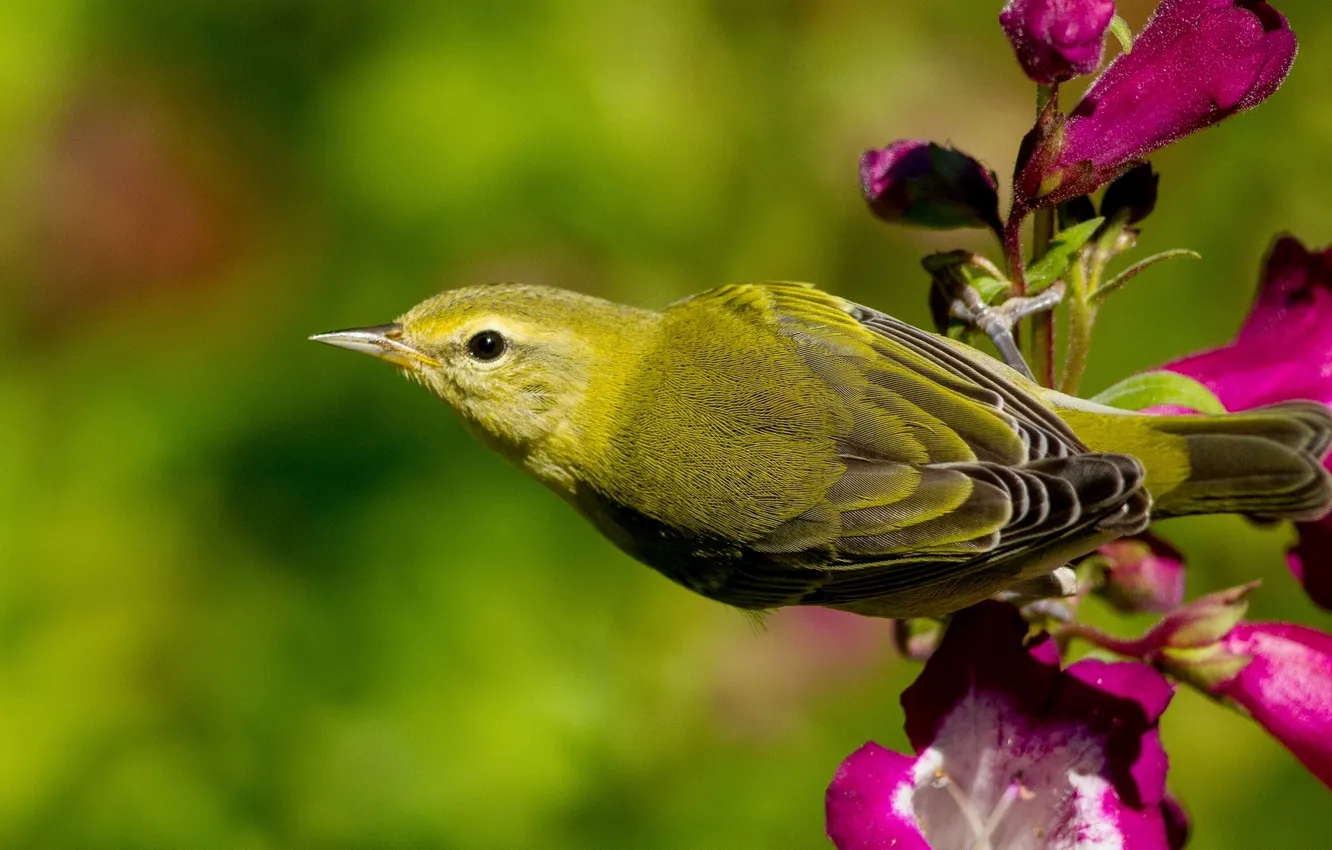 Photo wallpaper flower, bird, Warbler, Warbler Tennessee
