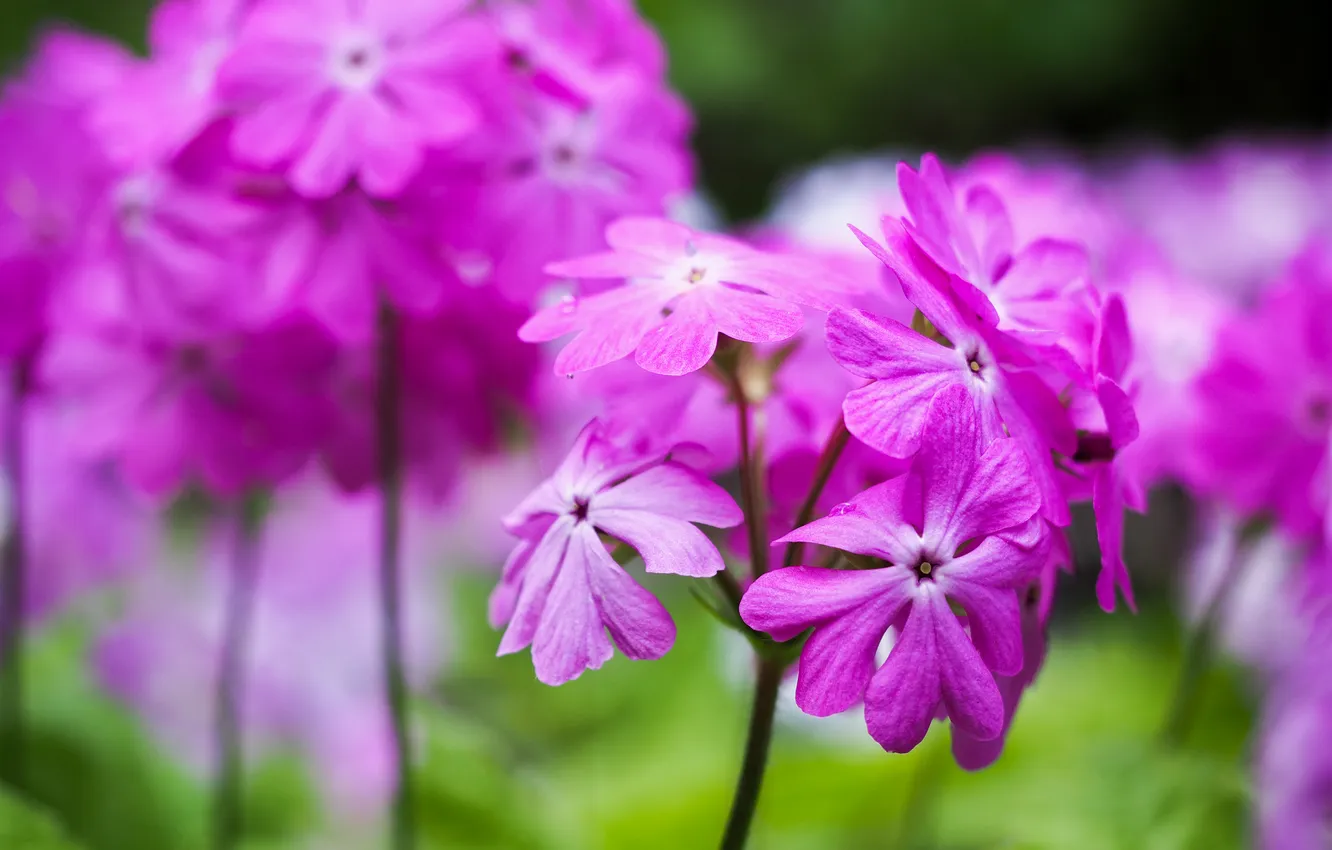 Photo wallpaper macro, flowers, garden, stem, pink, bokeh, blurred background, Primula