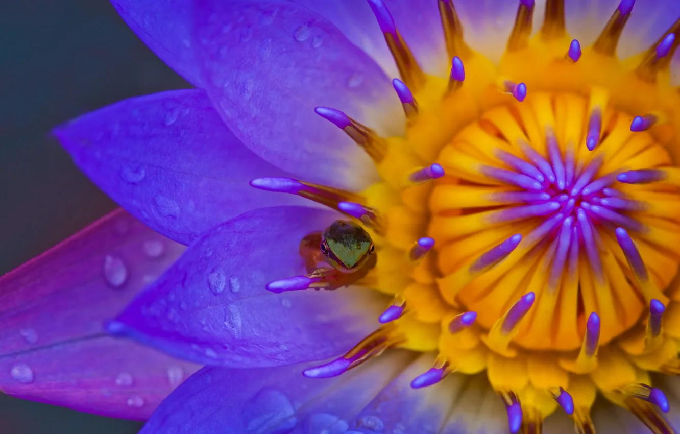 Photo wallpaper macro, frog, petals, Lily, Nymphaeum, water Lily, frogs