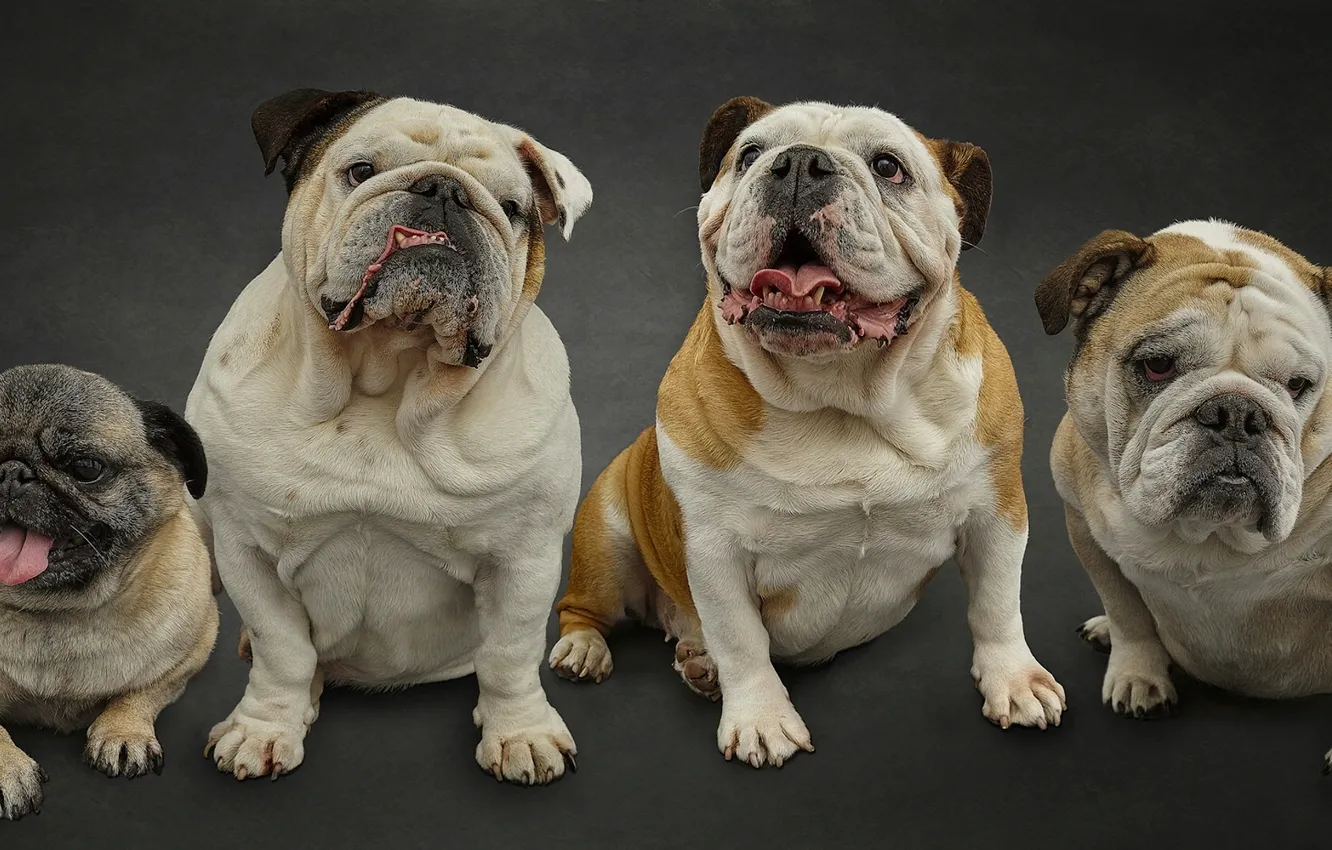 Photo wallpaper dogs, pug, Quartet, English bulldogs