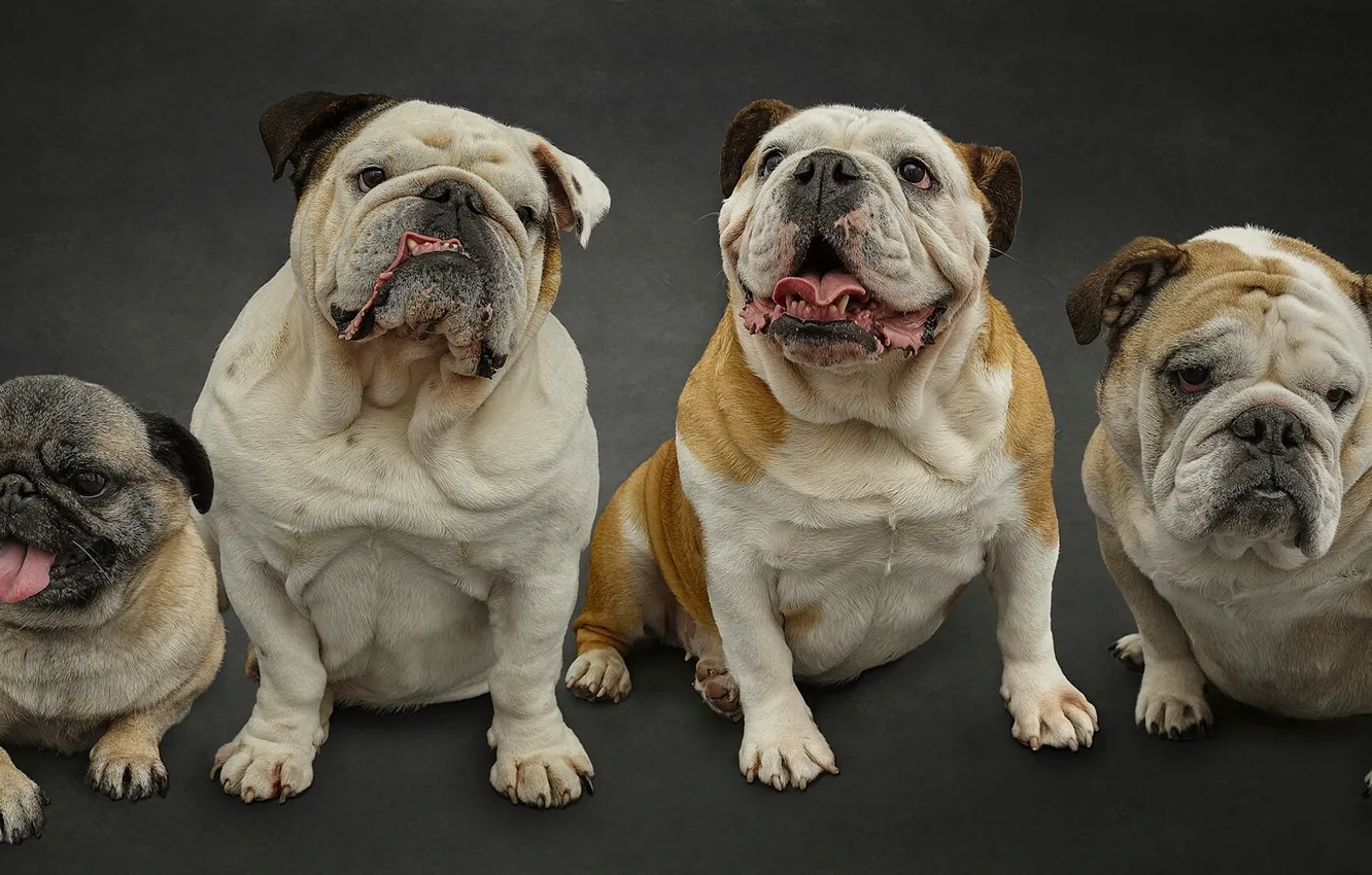 Photo wallpaper dog, pug, Quartet, English bulldogs