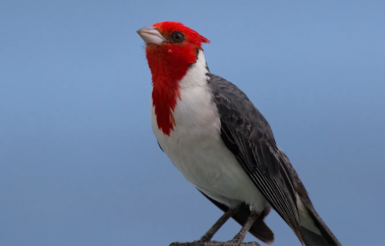 Photo wallpaper bird, color, feathers, beak, cardinal