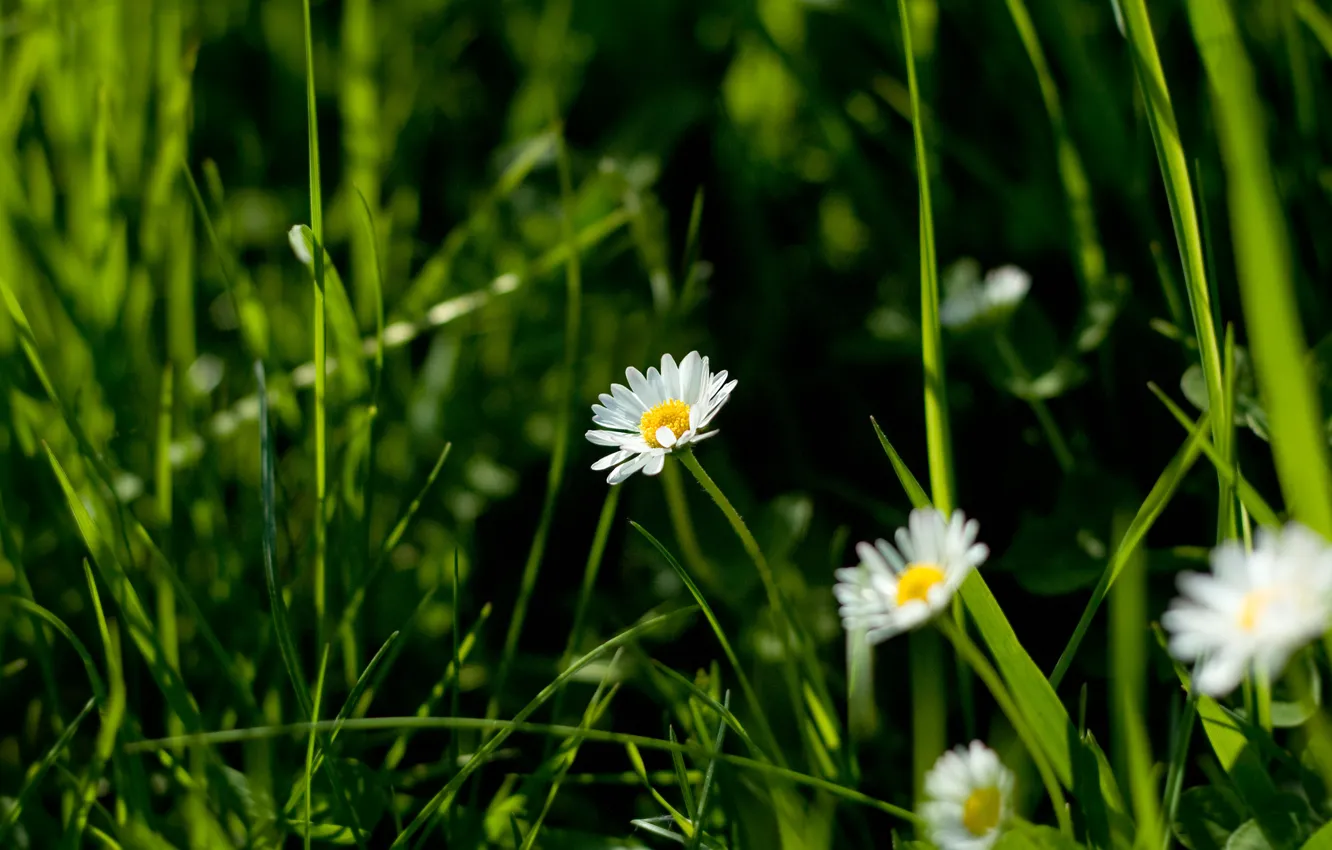 Photo wallpaper flowers, nature, chamomile, macro grass