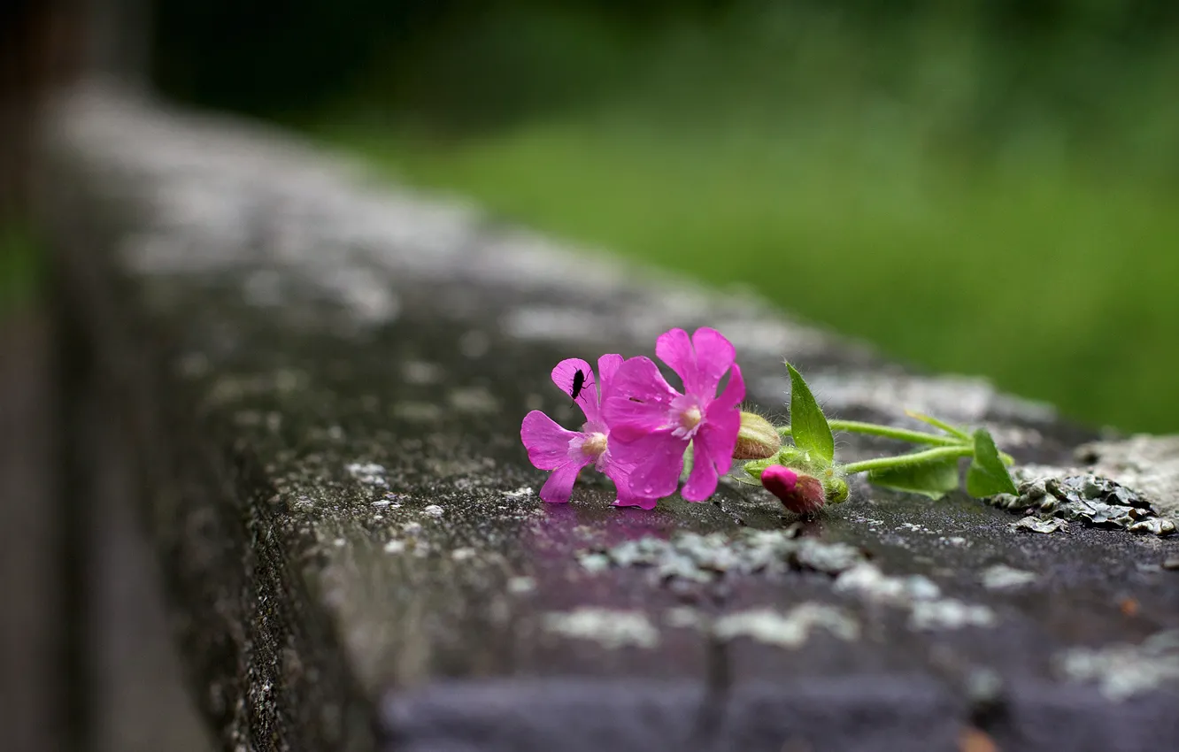 Photo wallpaper flowers, insect, pink, bokeh