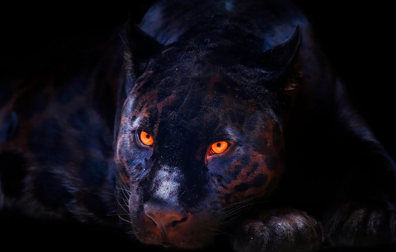 Photo wallpaper Black, Panther, Eyes, Face, Predator, Wild cat, The dark background, Big cat