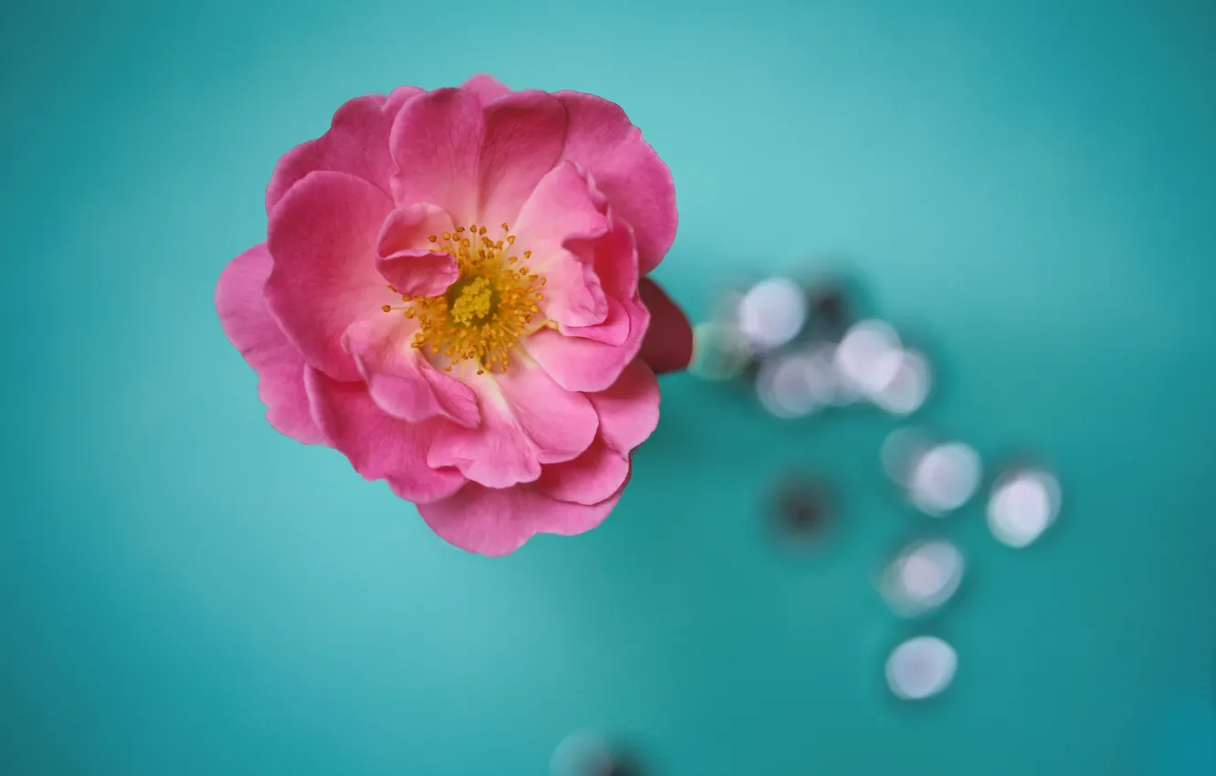 Photo wallpaper flowers, bokeh, petals