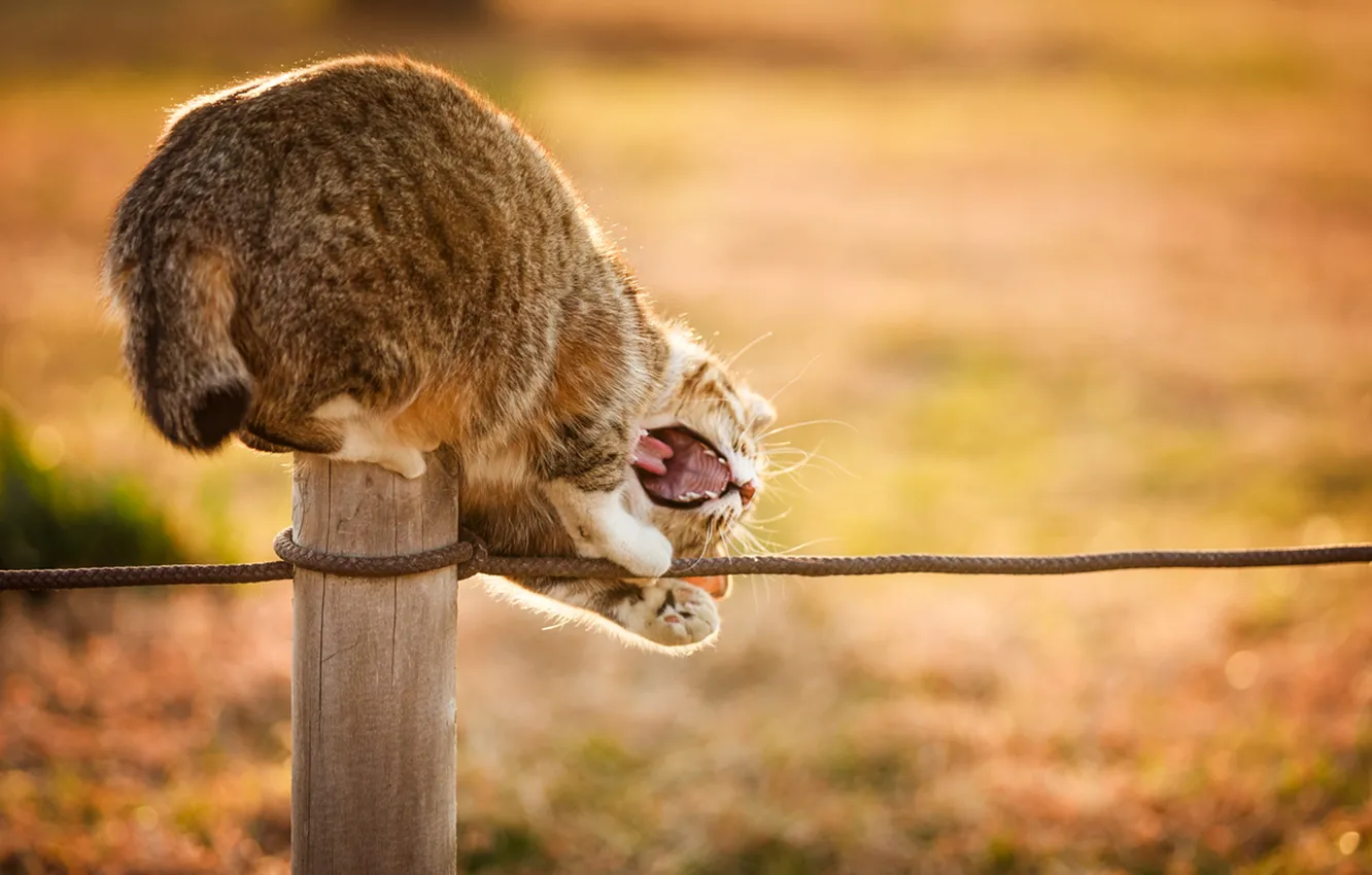 Photo wallpaper cat, cat, the sun, nature, rope, mouth, plays, column