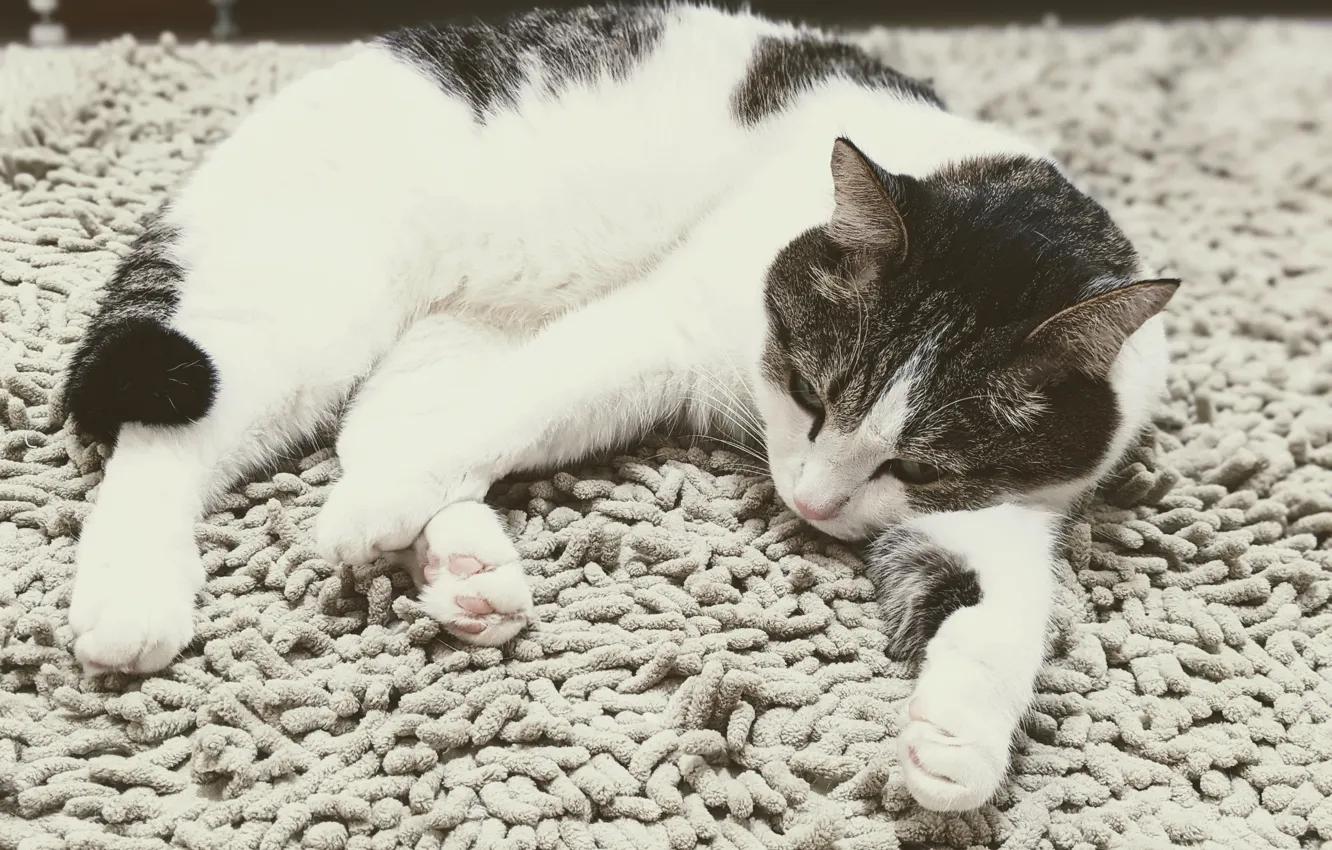 Photo wallpaper cat, pet, Pets