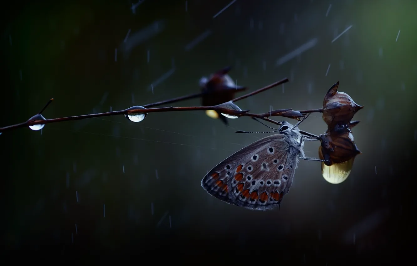 Photo wallpaper drops, macro, rain, butterfly, branch