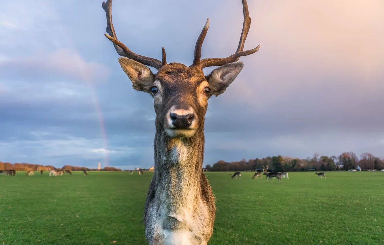 Photo wallpaper field, the sky, look, face, clouds, glade, rainbow, deer