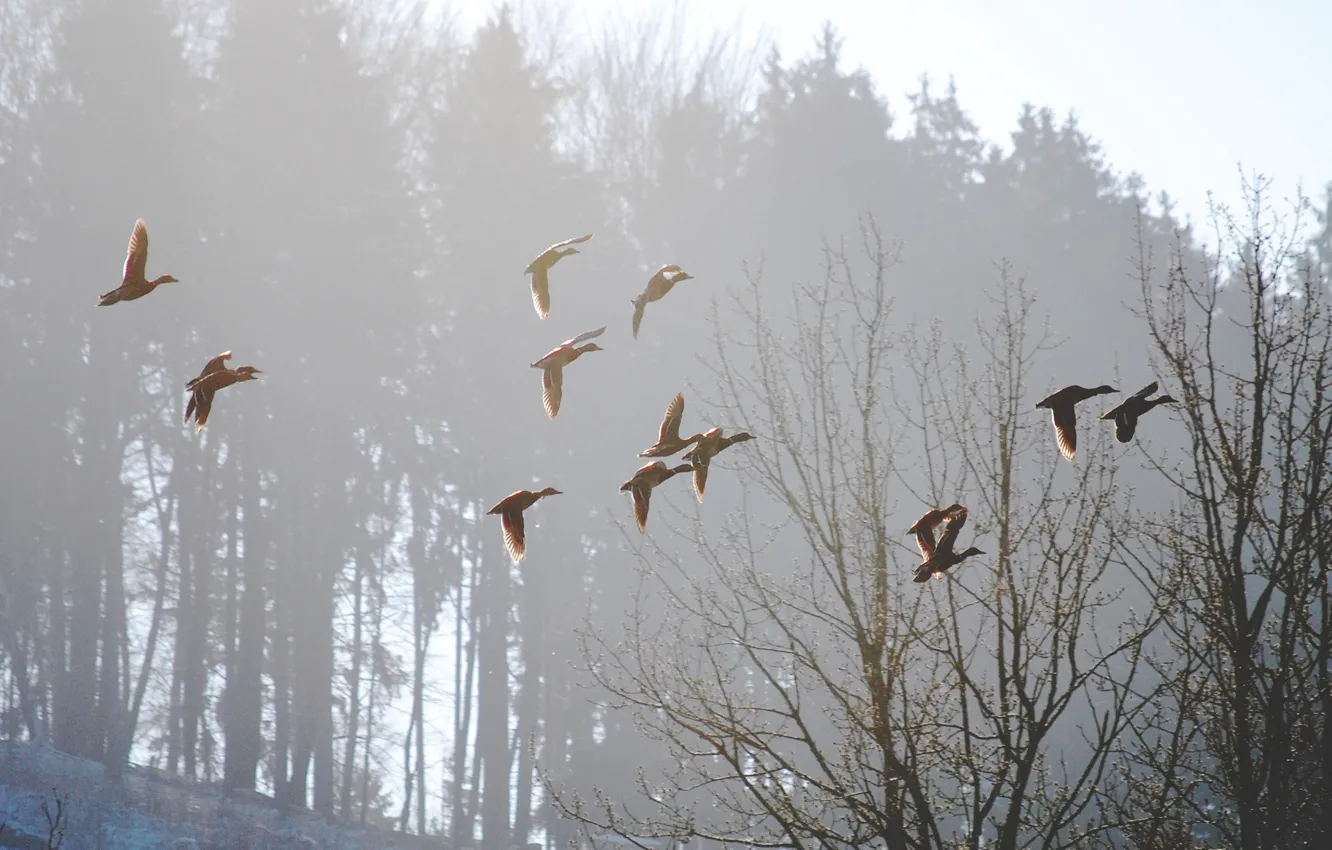 Photo wallpaper birds, nature, fog, spring, morning