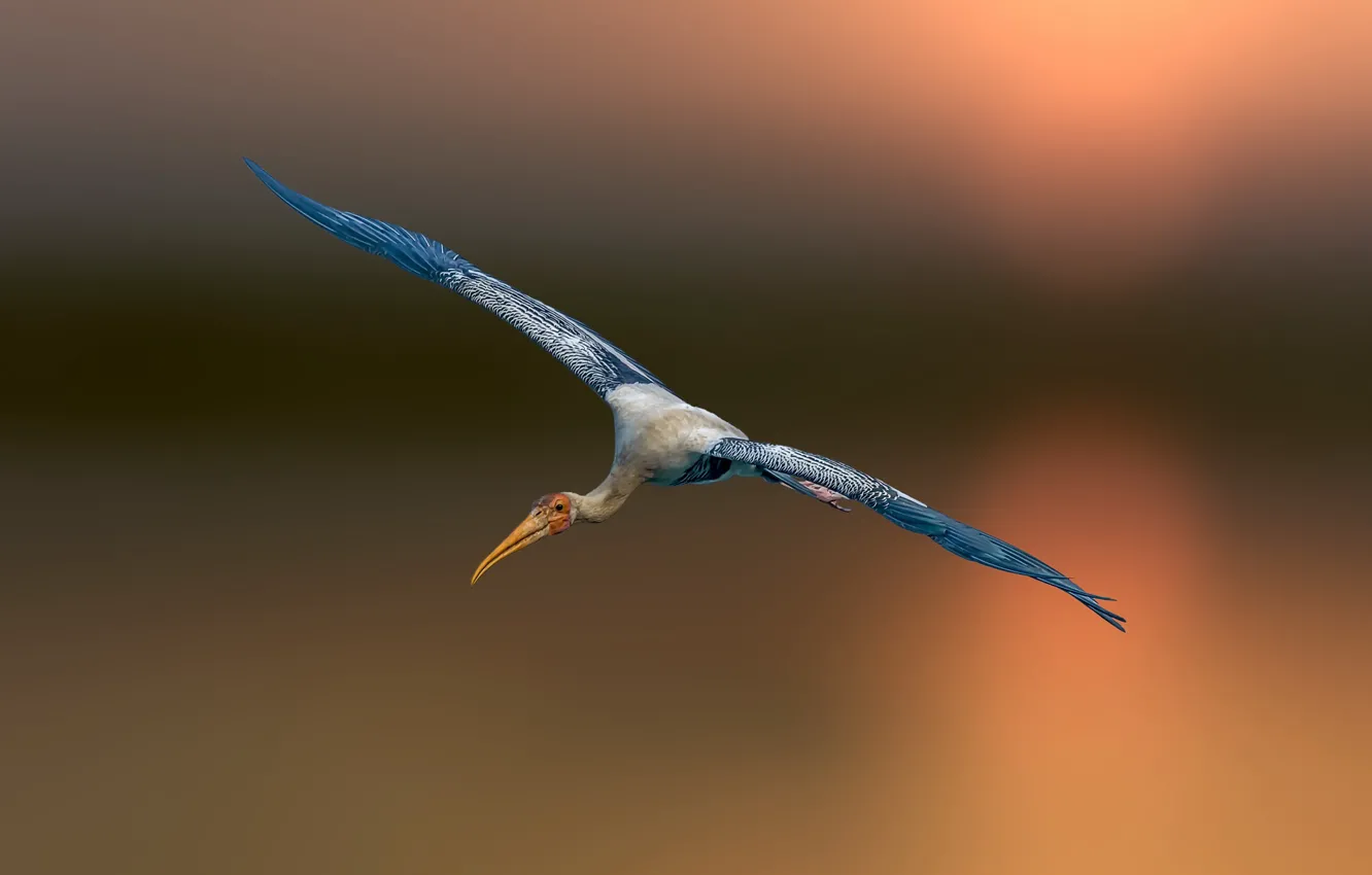 Photo wallpaper flight, bird, stork
