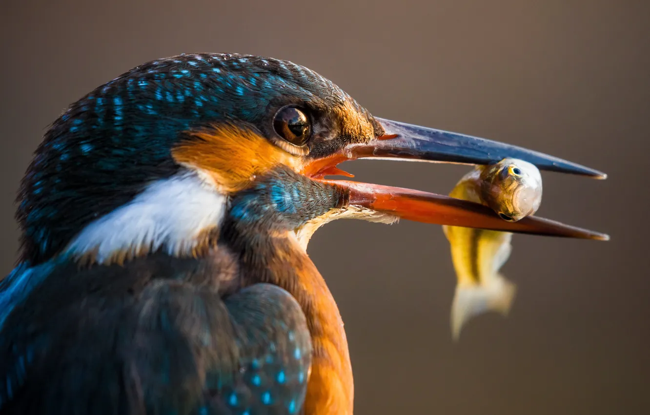 Photo wallpaper macro, bird, fish, beak, Kingfisher, catch